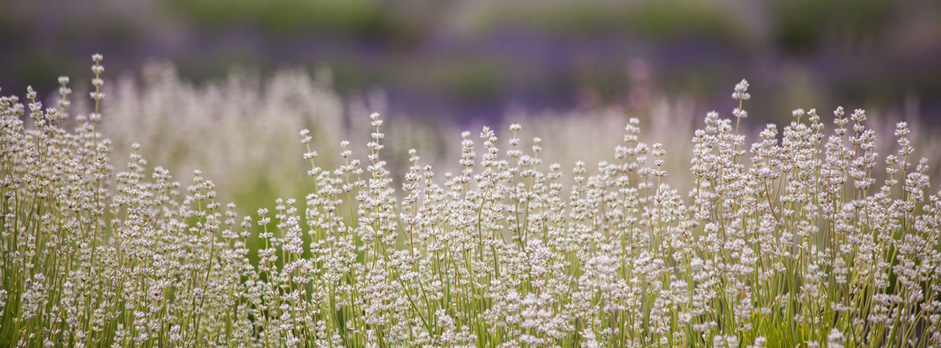 Lavender Fields