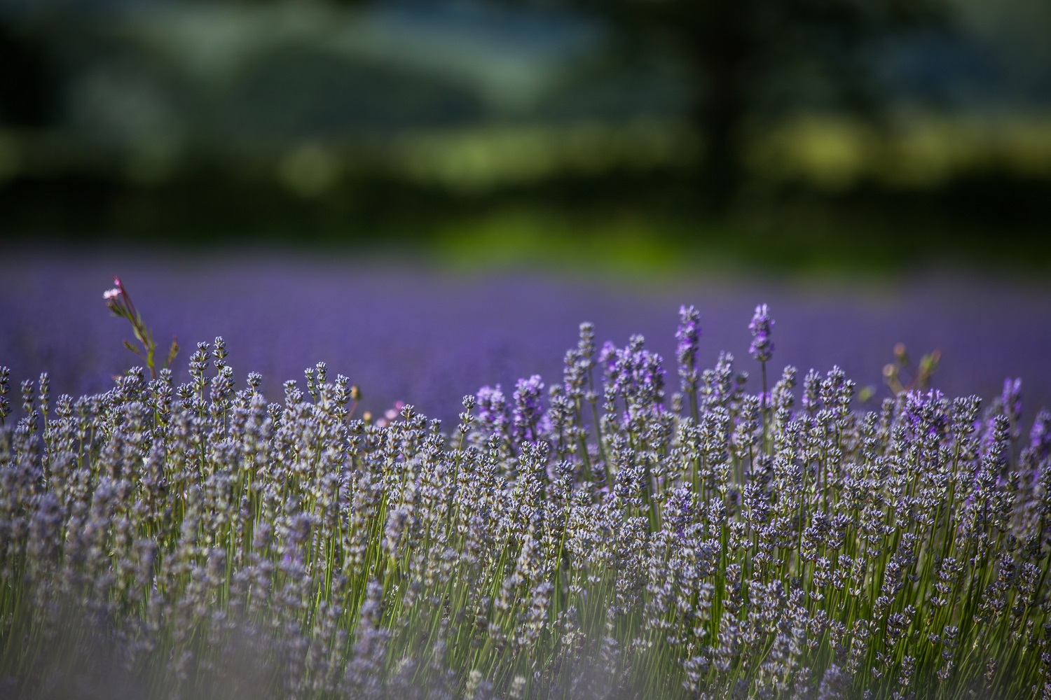 Lavender Fields